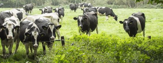 Grote Koekoek Ermelo Gelderland