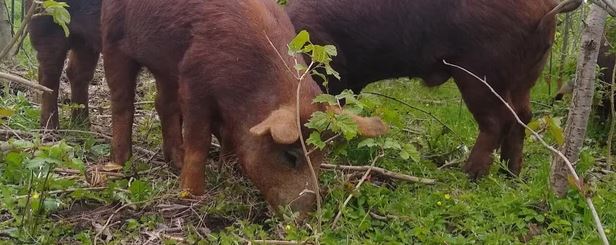 Scharrelvarkens Hoogwoud Noord-Holland